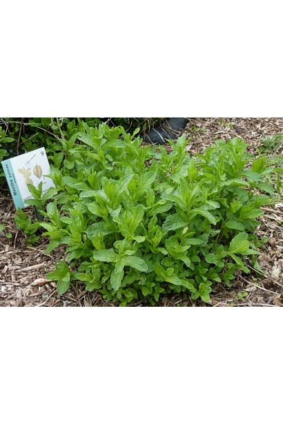 М`ята перцева в саду